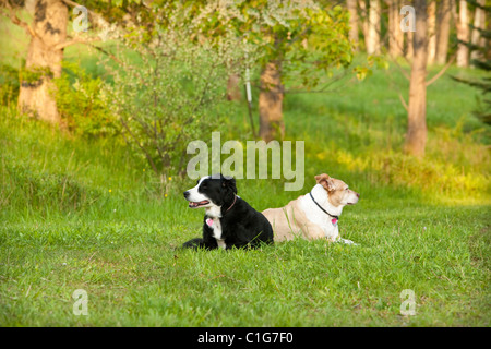Deux chiens de race mixte posant sur l'herbe. Banque D'Images