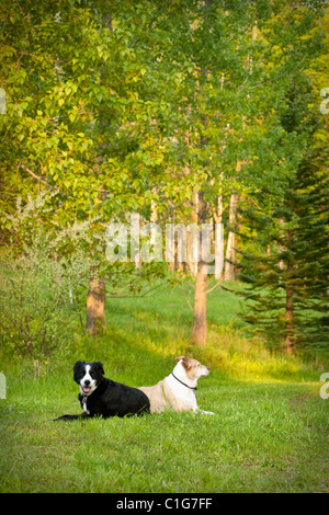 Deux chiens de race mixte posant sur l'herbe. Banque D'Images