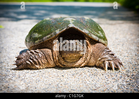 Une grande tortue vivaneau vu sur la route de la forêt de Stokes, NJ, USA Banque D'Images