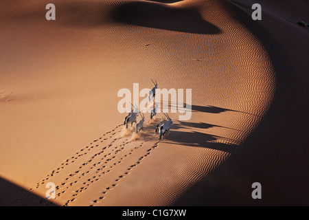 Gemsbok (Oryx gazella) dans le désert namibien typique de l'habitat des dunes de sable du désert Banque D'Images