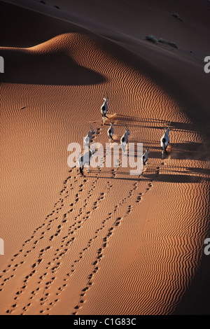 Gemsbok (Oryx gazella) dans le désert namibien typique de l'habitat des dunes de sable du désert Banque D'Images
