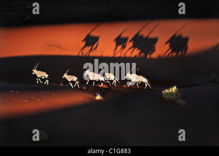 Gemsbok (Oryx gazella) dans désert typique de l'habitat. 16ème arr. sud-ouest de l'Afrique de l'Est et du Nord. Naukluft National Park, la Namibie. Banque D'Images