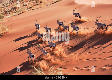 Gemsbok (Oryx gazella) dans le désert namibien typique de l'habitat des dunes de sable du désert Banque D'Images