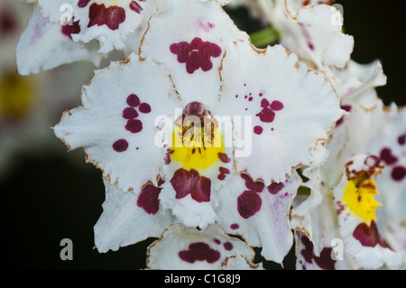 Odontioda Trodais Orchid Banque D'Images