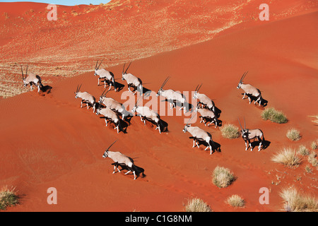 Gemsbok (Oryx gazella) dans désert typique de l'habitat. 16ème arr. sud-ouest de l'Afrique de l'Est et du Nord. NamibRand Nature Reserve, Namibie Banque D'Images