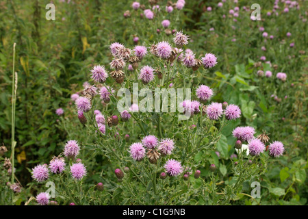 Chardon des champs (Cirsium arvense : Asteraceae), Royaume-Uni Banque D'Images