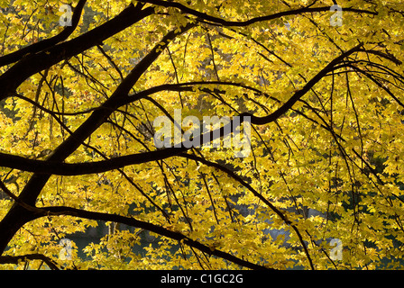 Compte tenu de l'automne feuillage coloré et lumineux du soleil Banque D'Images