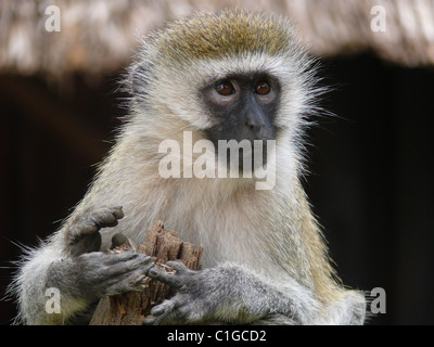 Un singe, Kenya Banque D'Images