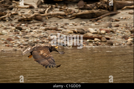 Pygargue à tête blanche (Haliaetus leucocephalus) la chasse aux saumons, Squamish, BC, Canada Banque D'Images