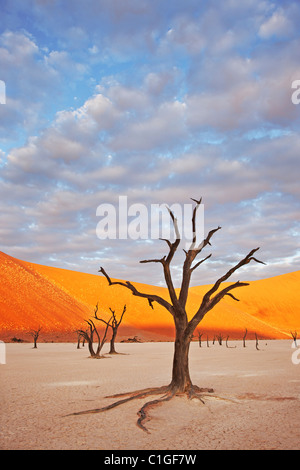 Dead Acacia Sossusvlei dans le désert du Namib. Namib-Naukluft N.P, Namibie Banque D'Images