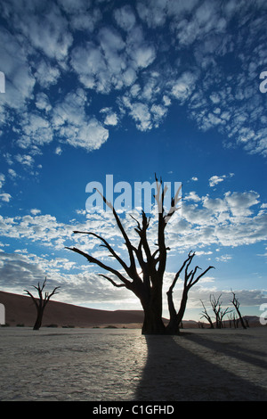 Dead Acacia en silhouette Sossusvlei dans le désert du Namib. Namib-Naukluft N.P, Namibie Banque D'Images