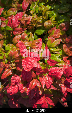 La Nandina domestica Fire Power, Banque D'Images