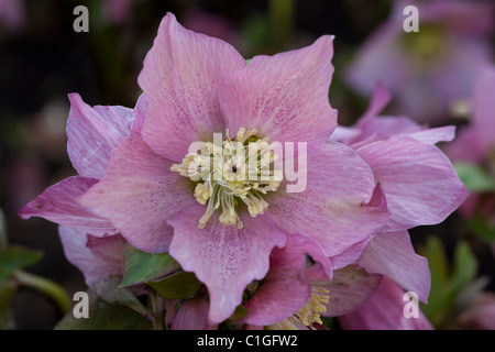 Helleborus, Walbertons Rosemary Lenten Rose Banque D'Images