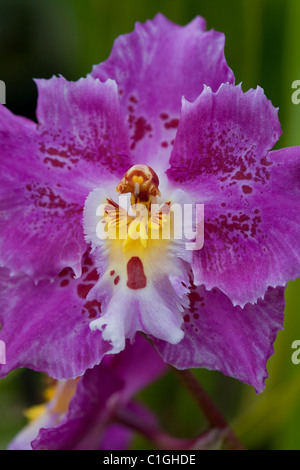 Orchid hybride Odontioda Banque D'Images