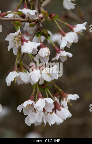 Prunus incisa 'Kojo-no-mai' Rosaceae Banque D'Images