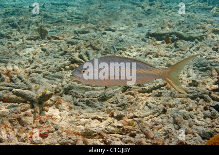 Vivaneau à queue jaune (Ocyurus chrysurus) Nager avec des débris de corail Banque D'Images