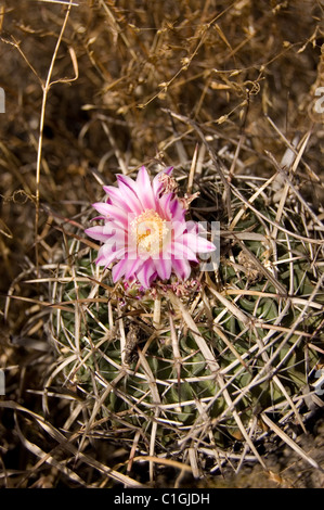 Photo d'un cactus sauvages (Stenocactus obvallatus) fleurissent dans le centre du Mexique Banque D'Images