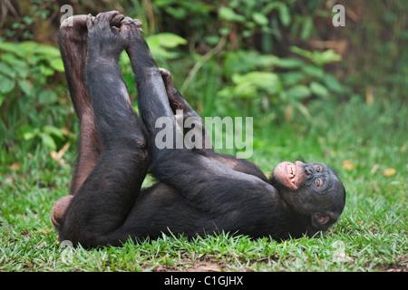 Chimpanzé Bonobo adultes dormant dans le sanctuaire Lola Ya Bonobo, République démocratique du Congo Banque D'Images