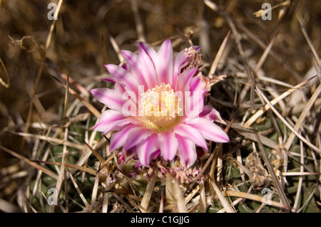 Photo d'un cactus sauvages (Stenocactus obvallatus) fleurissent dans le centre du Mexique Banque D'Images