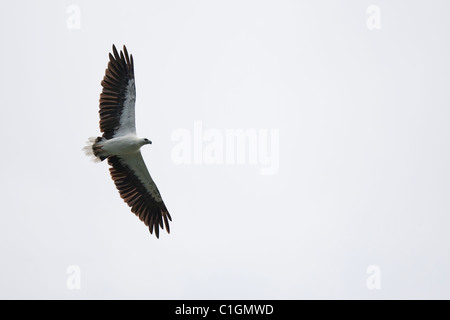 White-bellied Sea-Eagle (Haliaeetus leucogaster), juvénile en vol. Banque D'Images