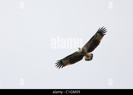 White-bellied Sea-Eagle (Haliaeetus leucogaster), juvénile en vol. Banque D'Images