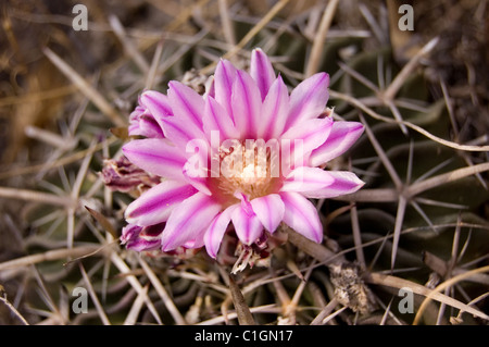 Photo d'un cactus sauvages (Stenocactus obvallatus) fleurissent dans le centre du Mexique Banque D'Images