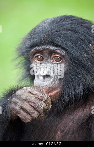 Alimentation bébé chimpanzé Bonobo au Sanctuaire Lola Ya Bonobo, République démocratique du Congo Banque D'Images