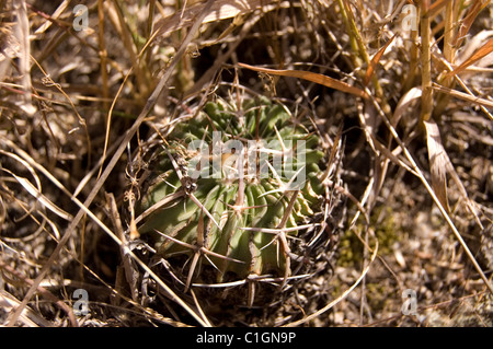 Photo d'un cactus sauvages (Stenocactus obvallatus) de plus en plus parmi l'herbe dans le centre du Mexique Banque D'Images