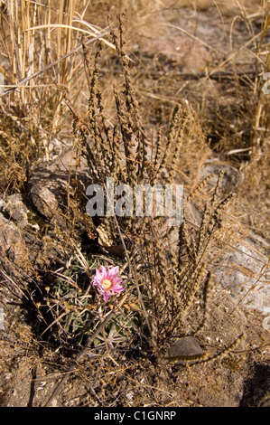 Photo d'un cactus sauvages (Stenocactus obvallatus) fleurissent dans le centre du Mexique Banque D'Images