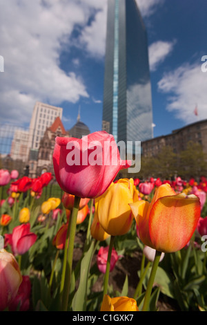 Tulipes dans un jardin, Copley Square, Boston, comté de Suffolk, Massachusetts, USA Banque D'Images