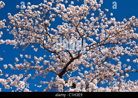 Des fleurs de cerisier en fleurs le long du Tidal Basin à Washington, DC. Banque D'Images