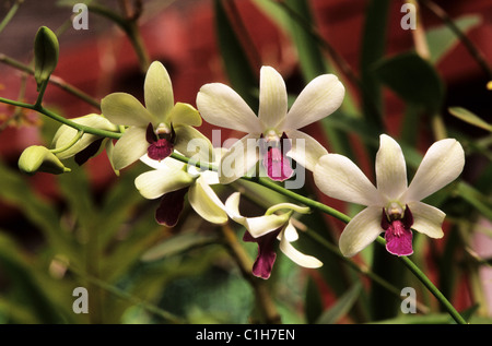 Le Sri Lanka, les orchidées du jardin botanique de Peradeniya dans les environs de Kandy Banque D'Images