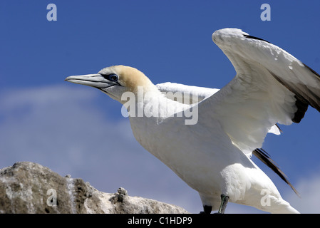 Nouvelle Zélande, île du Nord, Napier, le Cape Kidnappers colonie de fous de bassan Banque D'Images