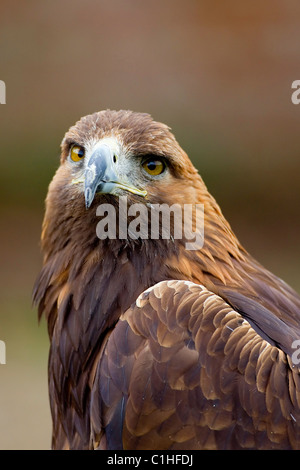 Aigle royal Aquila chrysaetos close up pris dans des conditions contrôlées Banque D'Images