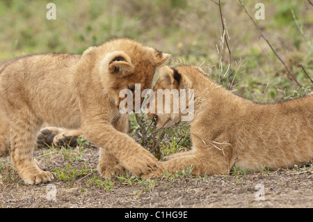 Stock photo de deux lionceaux jouant avec des bâtons. Banque D'Images