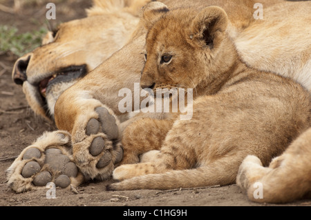 Photographie de stock d'un petit lion cub recroquevillé dans la sécurité de ses pattes de maman. Banque D'Images