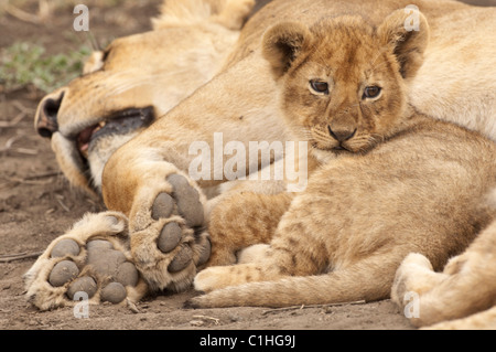 Photographie de stock d'un petit lion cub recroquevillé dans la sécurité de ses pattes de maman. Banque D'Images