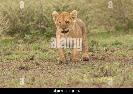 Stock photo d'un lion cub comité permanent et à la recherche. Banque D'Images