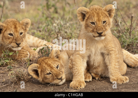 Stock photo de trois lionceaux sortir ensemble. Banque D'Images