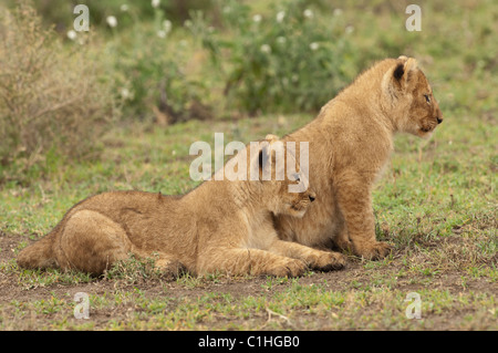 Stock photo de deux lionceaux de regarder quelque chose sur les plaines. Banque D'Images