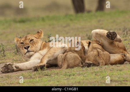 Stock photo de soins infirmiers des lionceaux. Banque D'Images