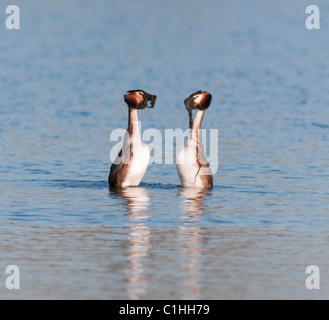 Beaucoup de grèbes huppés Podiceps cristatus en parade nuptiale effectuant la danse des mauvaises herbes Banque D'Images