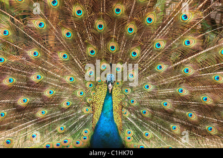 Close up of peacock montrant ses belles plumes Banque D'Images