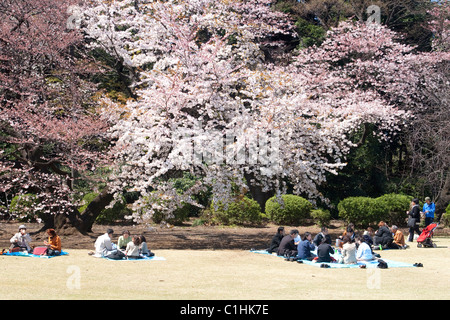 TOKYO, JAPON - 2 avril 2009 : Fête des cerisiers en fleur (appelée hanami) à Tokyo parc le 5 avril 2009 à Tokyo, Japon. Banque D'Images