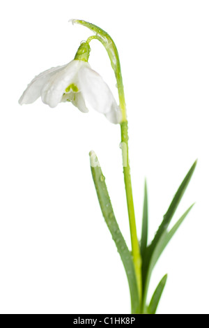 Snowdrop- printemps fleur blanche avec fond blanc Banque D'Images