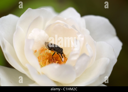 Escalade blanc rose, pollen jaune, blanc rose, rosier grimpant, close-up, macro, amour, amitié, rose, de la paix, d'insectes, fly Banque D'Images