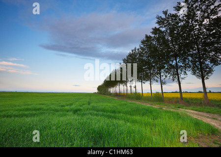 Des champs de blé au printemps Banque D'Images