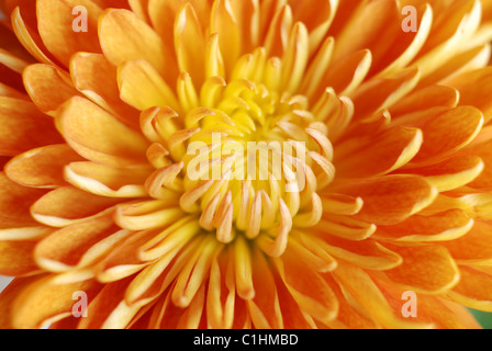 Jaune orange gerbera flower, close-up, macro, fleur jaune, gerbera, pollen, pétales jaunes, pétales orange Banque D'Images