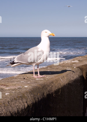 Un goéland argenté Larus argentatus perché sur la digue à Whitby Harbour North Yorkshire Angleterre UK Banque D'Images