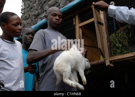 Les anciens enfants soldats apprennent à prendre soin des animaux de compagnie au zoo pour enfants du Centre pour le transport en commun et l'orientation pour les anciens enfants soldats exploité par le CAJED, une ONG congolaise soutenue par l'UNICEF qui travaille avec des enfants et des jeunes défavorisés dans la ville de Goma. Province du Nord-Kivu, RD Congo Afrique Banque D'Images